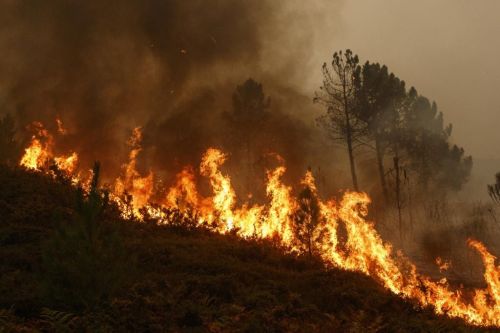 Forest Fire Uttarakhand 