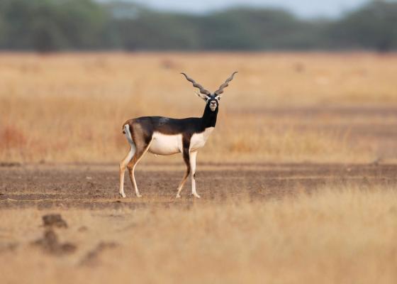 Velavadar National Park