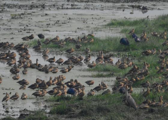 manas national park