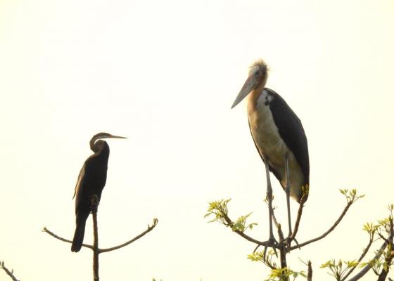 manas national park