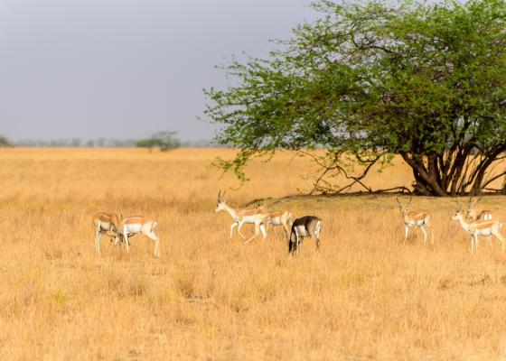 Velavadar National Park