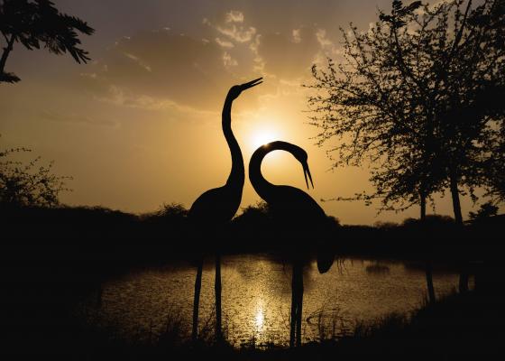 Velavadar National Park