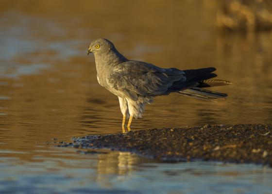 Montagu’s Harrier