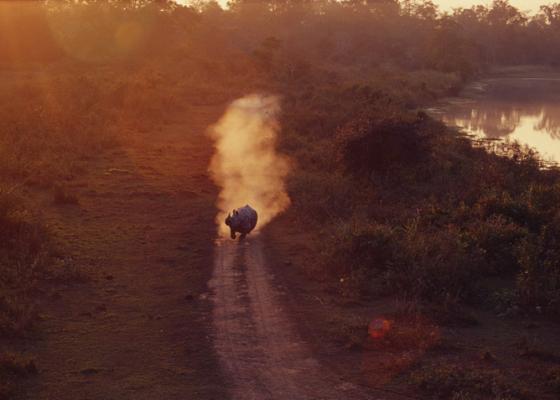 manas national park