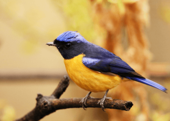 best birding destinations in pangot