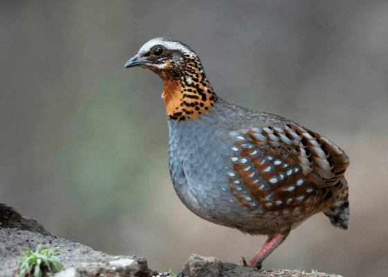 bird photography in pangot