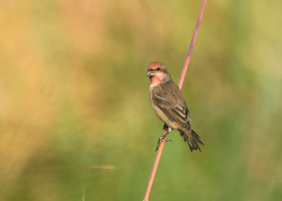 bird sanctuary near delhi