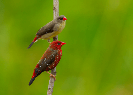 bird sanctuary park