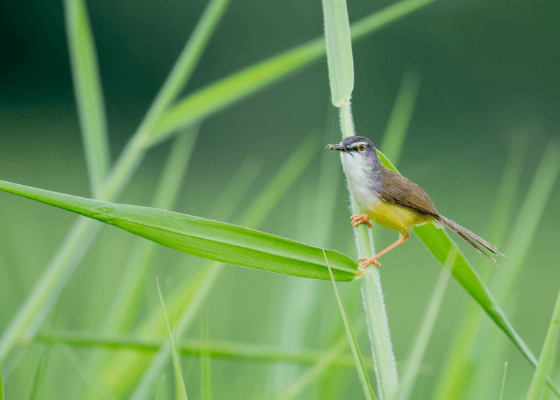 bird watching places near me