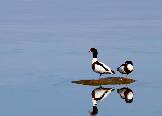 birding in noida