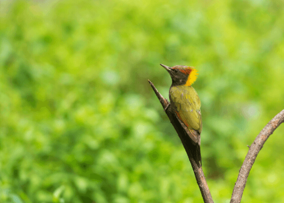 sattal birding tour packages