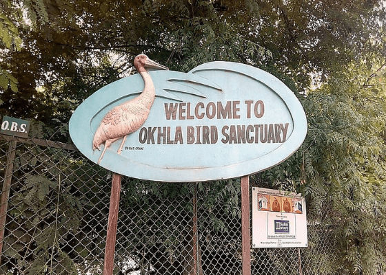 okhla bird sanctuary