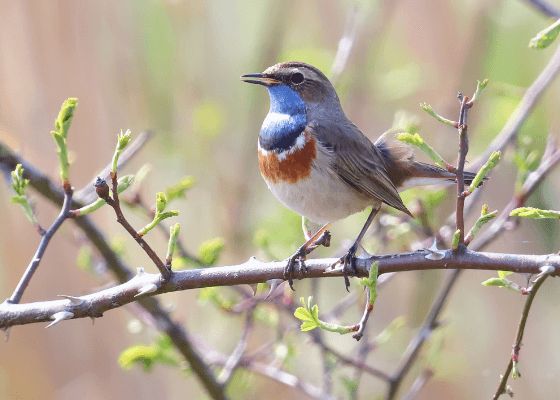 birding_in_surajpur