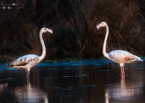 bird_sanctuary_near_delhi_ncr