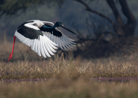 bird_sanctuary_noida