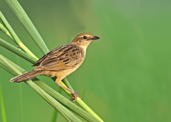 birding_in_surajpur