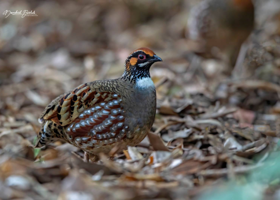 birding near dehradun