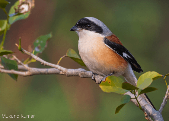 birding_photography_surajpur