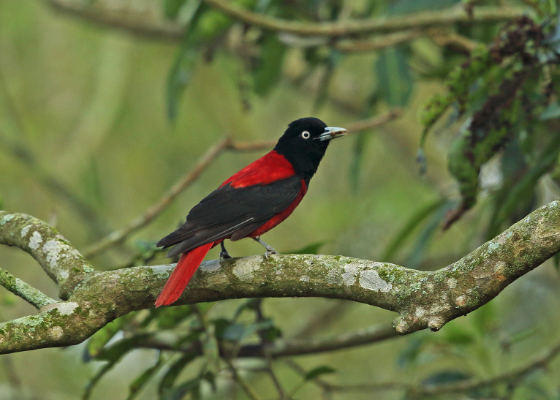 birds of jabarkhet