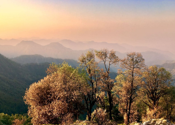 endangered birds of uttarakhand