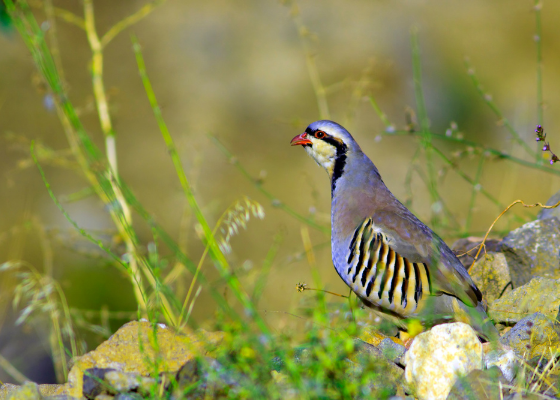 jabarkhet wildlife sanctuary