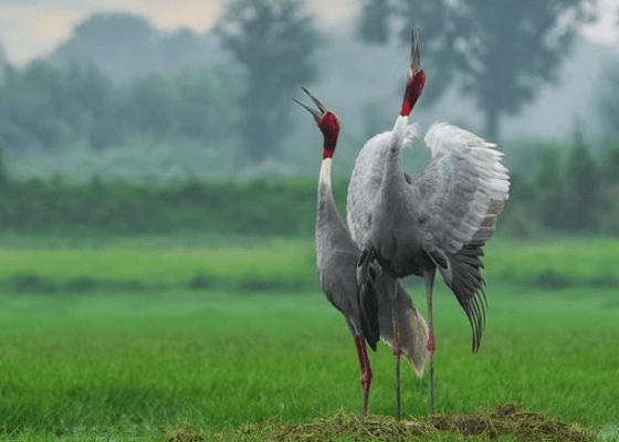 sarus_crane_surajpur_wetland