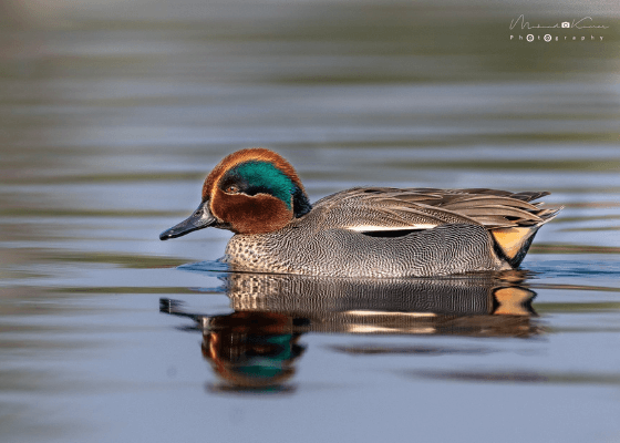 surajpur_bird sanctuary_timings