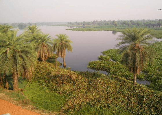 surajpur_wetland