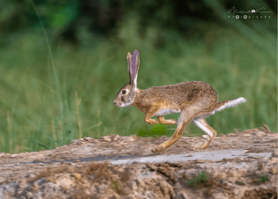 wildlife_near_surajkund