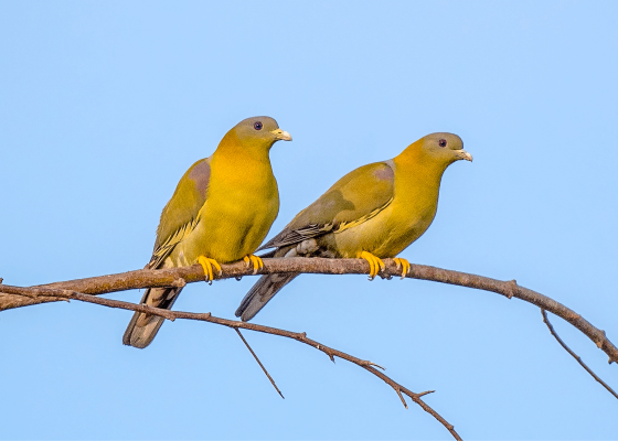 bird_sanctuaries_in_delhi