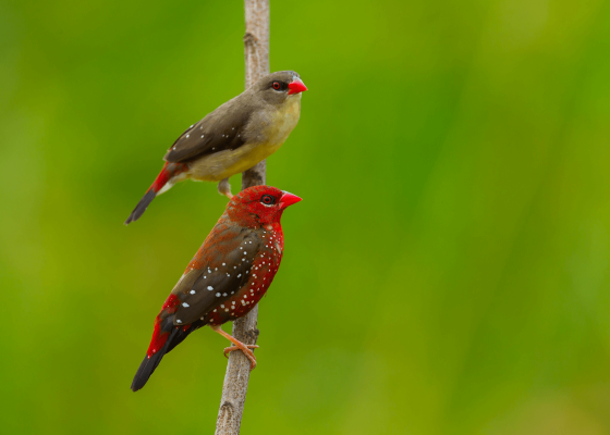 birding_in_haiderpur