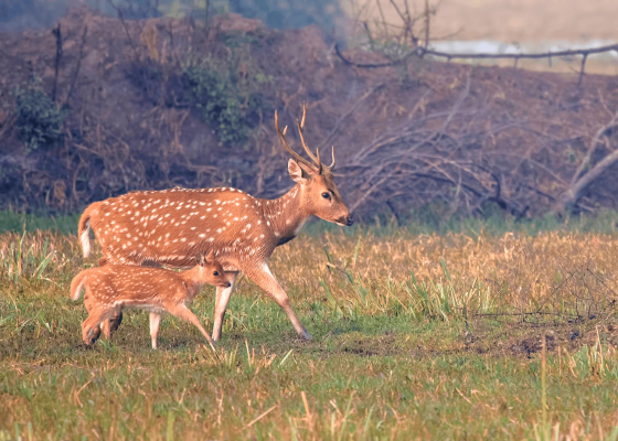wildlife_near_bharatpur