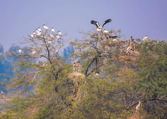 birding_tours_near_delhi