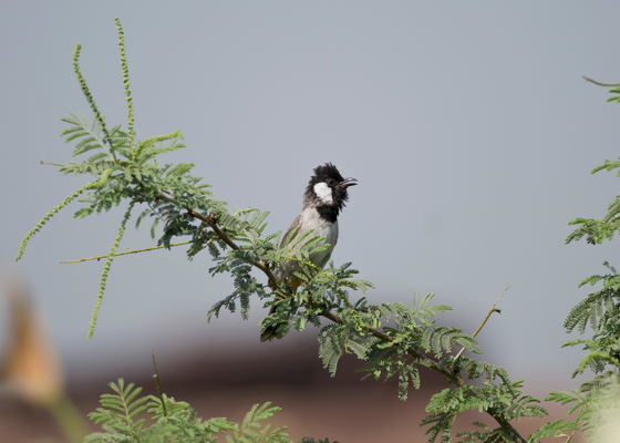 birding_in_udaipur