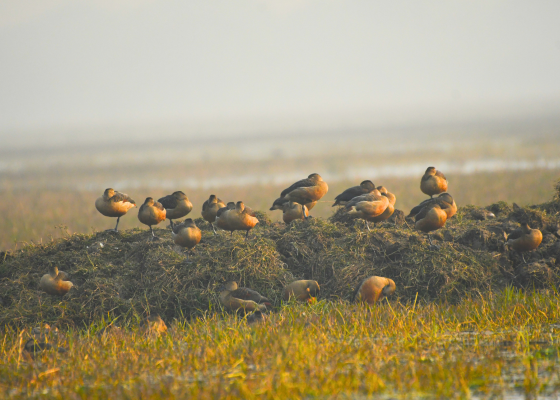 Bharatpur Birding