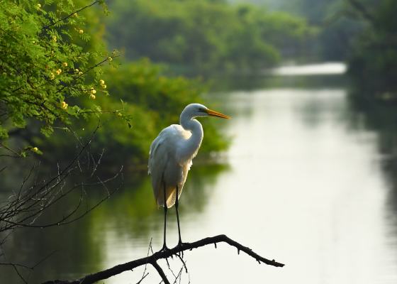 Bharatpur in Birding Tours