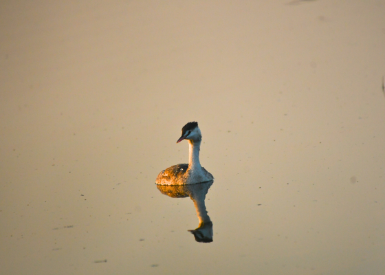 Bharatpur in Birding