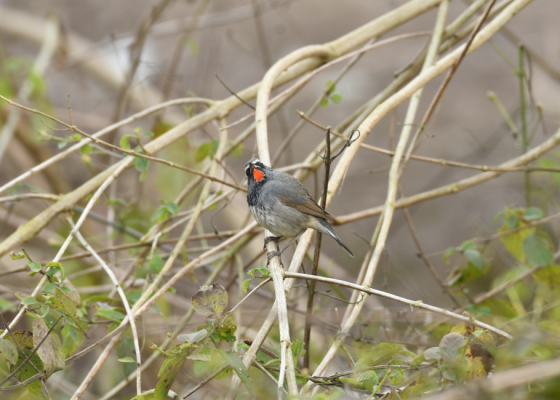 Birdwatching in corbett