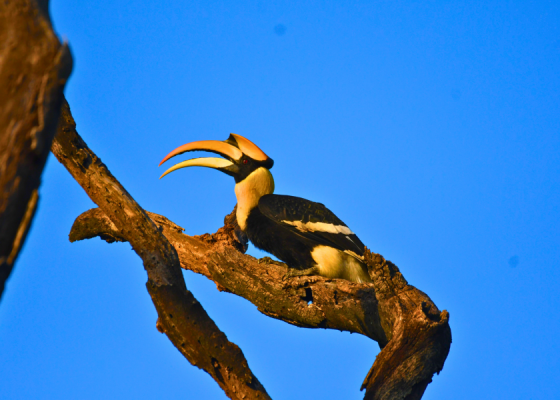 Birdwatching in jim corbett