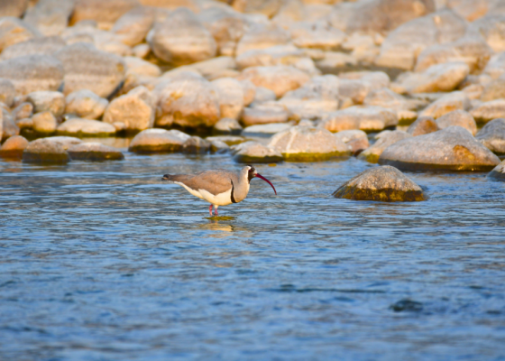 Ibisbill