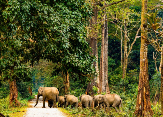 Manas National Park