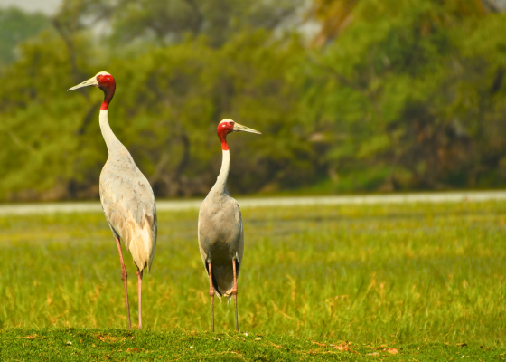 Sarus Crane