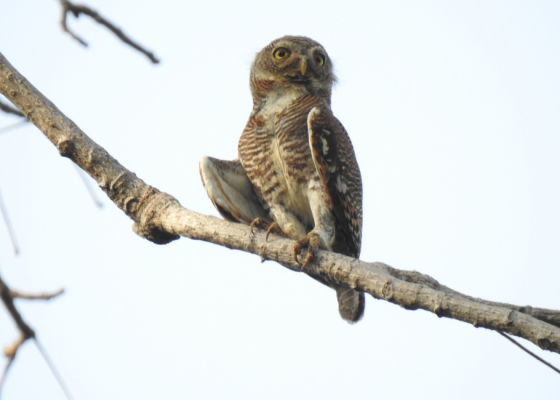 birds in corbett national park