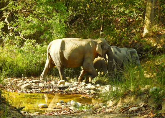 corbett national park