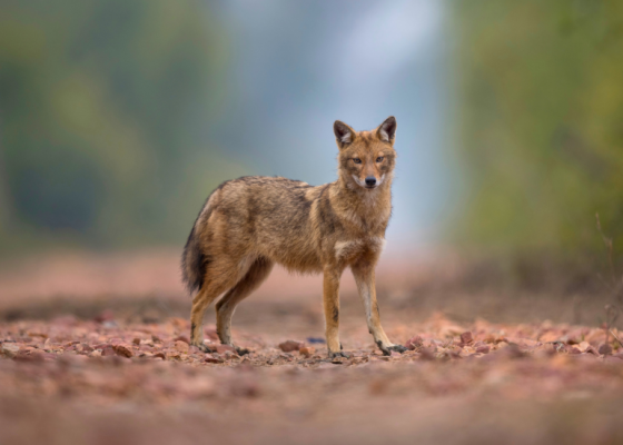 golden jackal velavadar