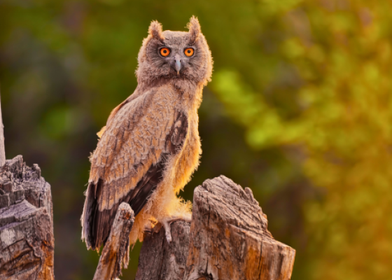 keoladeo ghana bird sanctuary