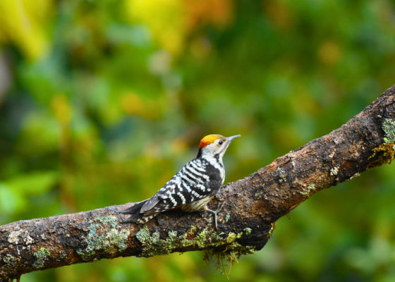 Birding In Sattal