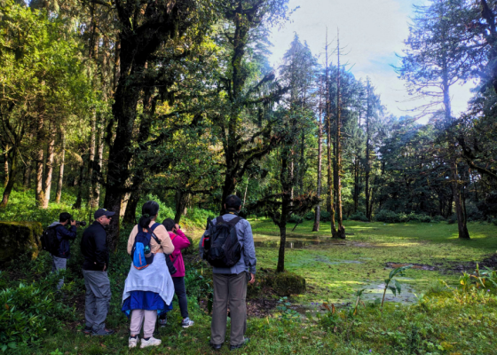 Pangot Forest Walks