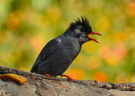 Sattal Birding Tour