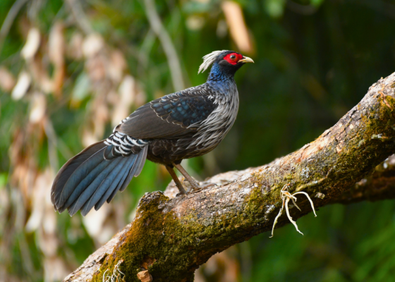 sattal wildlife sanctuary